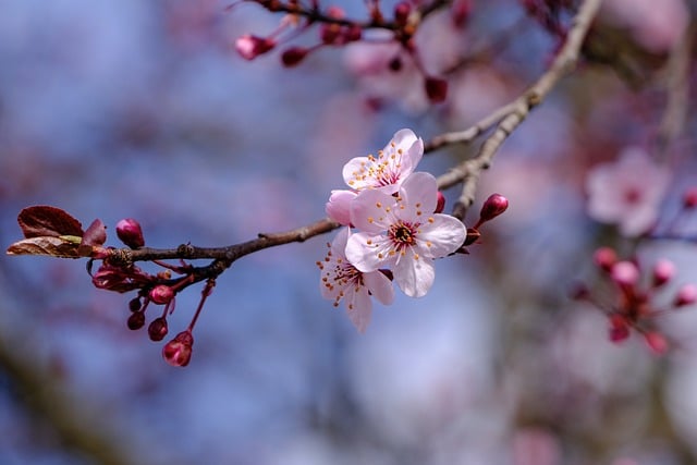 blossom-8636407_640